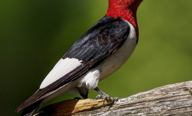 Red-headed Woodpecker  in central NC